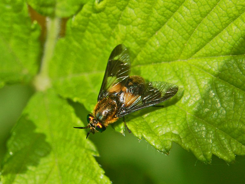 Una bella mosca da identificare